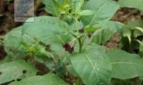 花生绿豆浆的功效网 - 花生和绿豆能打浆喝吗,花生绿豆浆的功效与作用
